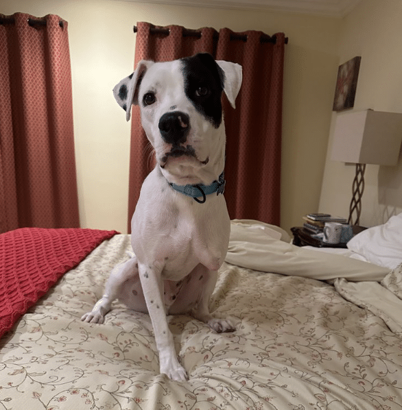Spot, a black and white Lab Mix, 45 lbs, considered a tri-pod with three legs. He's 2.5 years old. Available through Animal Lighthouse Rescue in New York City.